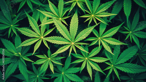 cannabis leaf plant nature drug