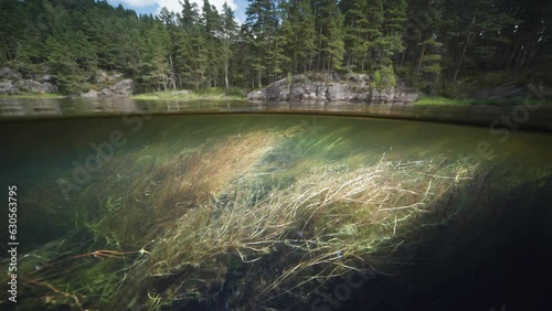 Split-level view over and underwater, Otra River, Norway. Long grass floats underwater. photo