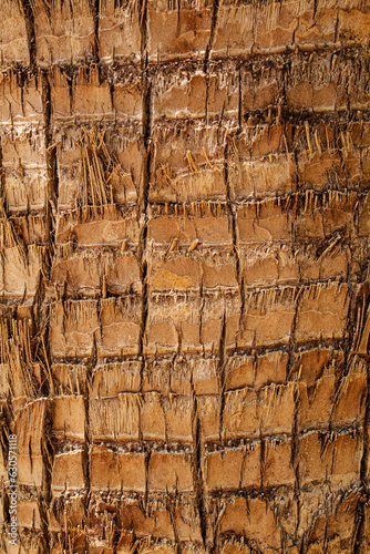 Textura de madera