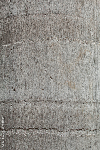 Textura de madera