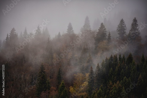 fog in the forest © Anucha