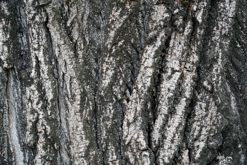 Large tree bark texture for background and design Large tree bark texture for background and design