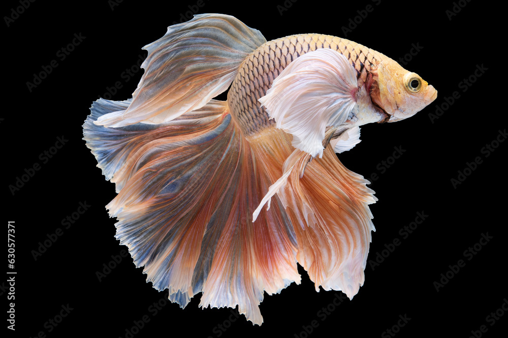 Beautiful orange betta fish shines against the stark black background, exuding a mesmerizing. Beautiful orange betta fish shines against the stark black background, exuding a mesmerizing.