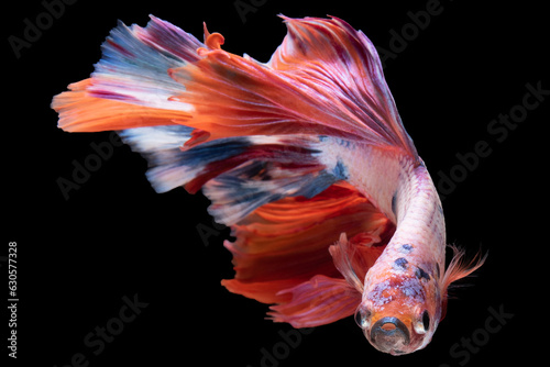 Colorful betta fish appears like a living work of art against the striking black background.