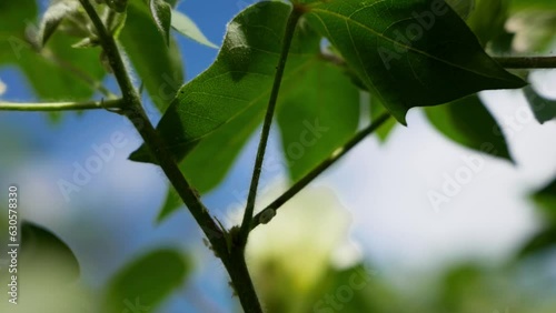 Aphids On Branches Of A Cotton Plant On The Fields. Selective Focus photo