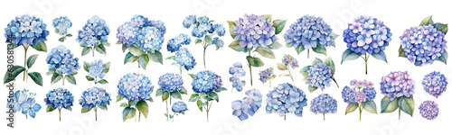 Set of hydrangea watercolor collection of hand drawn, hydrangea blue color, hydrangea elegant watercolor illustration , hydrangea isolated transparent background, PNG.