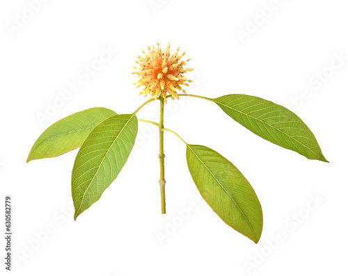 Flower Mitragyna speciosa Korth isolated on white background. photo