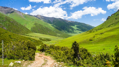 beautiful green mountain gorge. green summer mountains