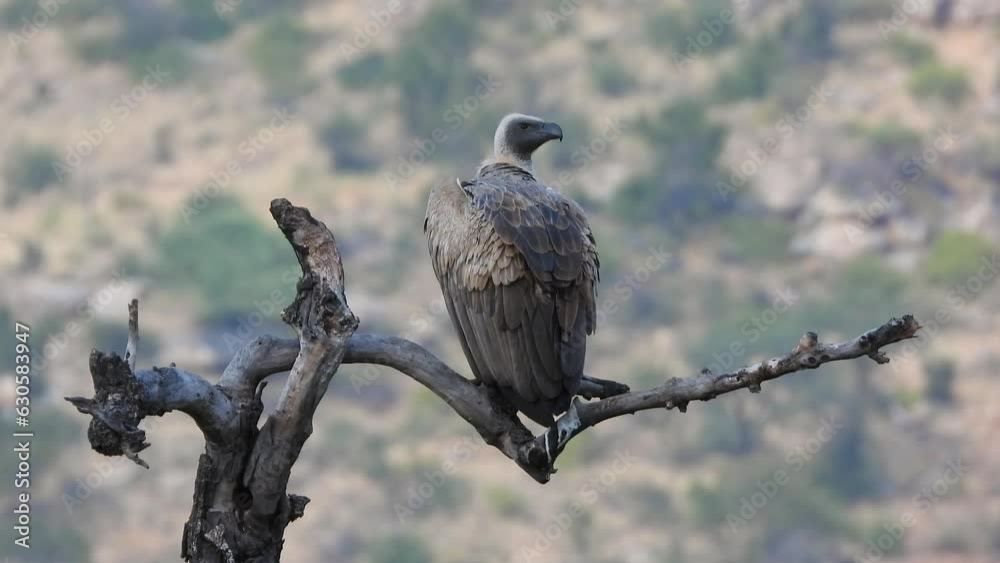 Portrait of vulture perched on branch, scouting for prey. South Africa Portrait of vulture perched on branch, scouting for prey. South Africa