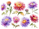set of watercolor aster flower on transparent background
