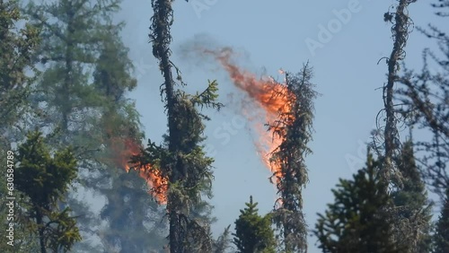 Top of the pine trees burning in the wilfire. Environmental disaster caused by global warming photo