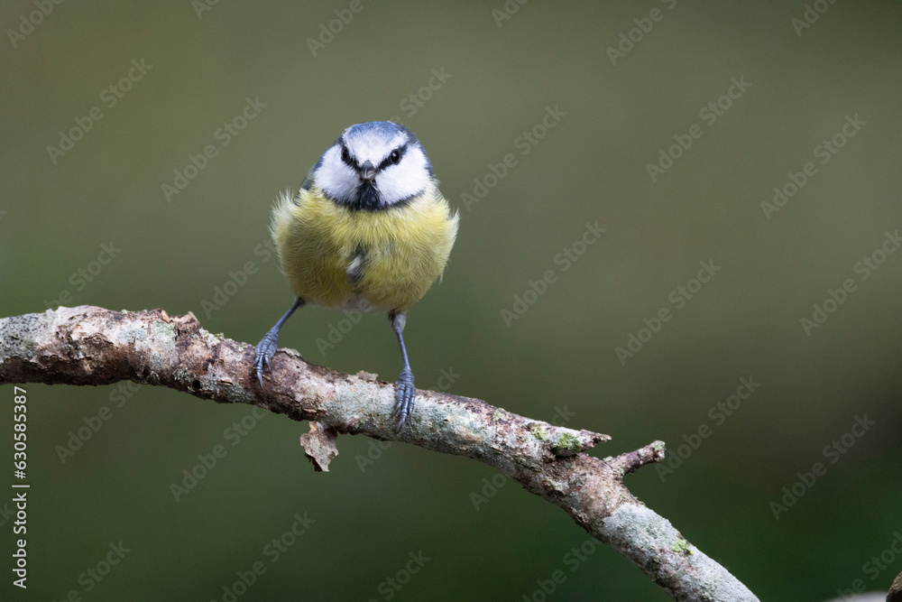 Obraz premium Blaumeise&nbsp;(Cyanistes caeruleu)