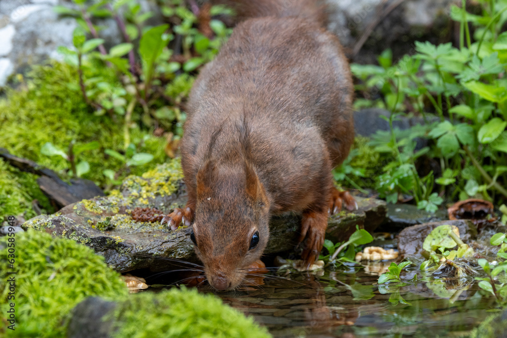 Eichhörnchen (Sciurus vulgaris) Eichhörnchen (Sciurus vulgaris)