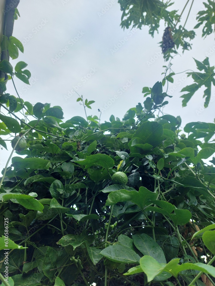 Fototapeta premium The passion fruit is not yet ripe.