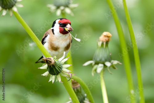 Stieglitz (Carduelis carduelis) photo