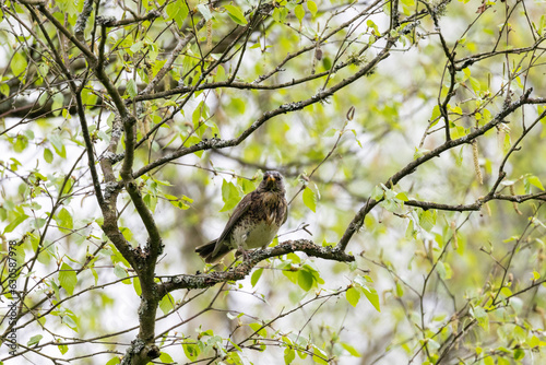 Wacholderdrossel (Turdus pilaris)