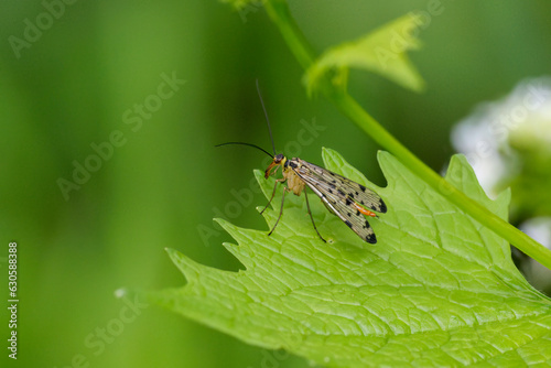 Gemeinen ,Skorpionsfliege, Panorpa communis
 photo