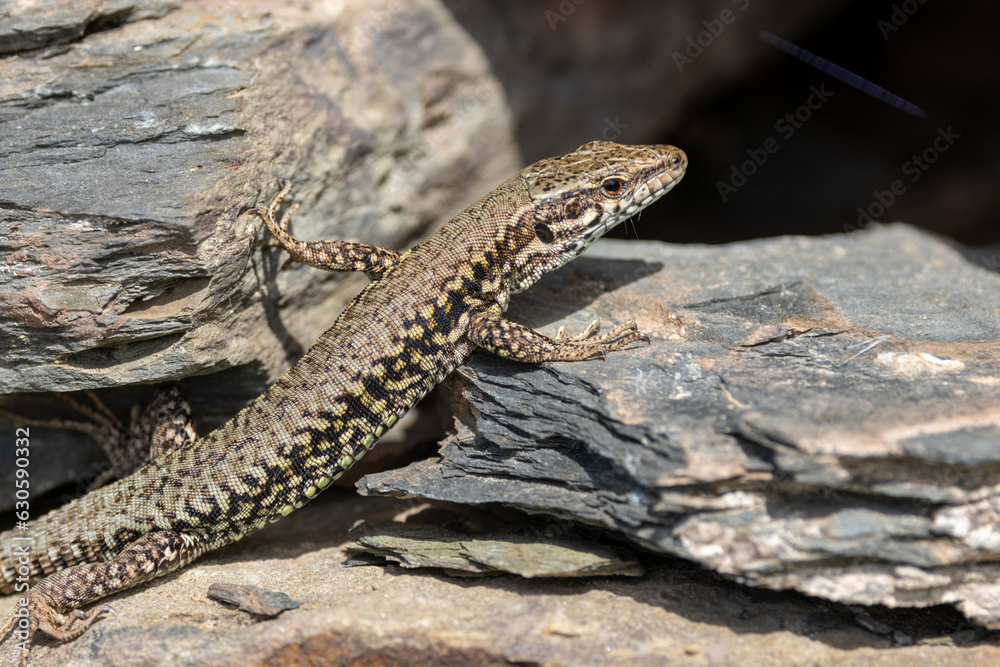 Mauereidechse (Podarcis muralis) Mauereidechse (Podarcis muralis)