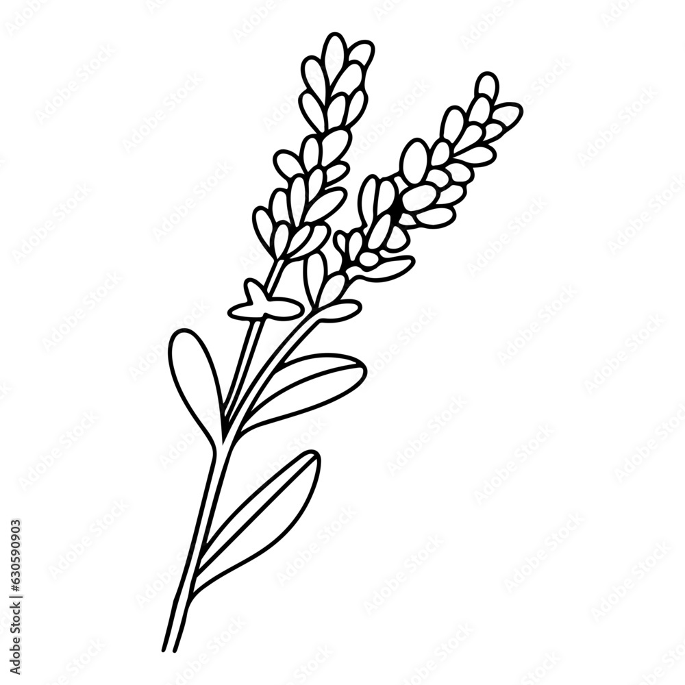Spring lavender branch icon, botanical elements. rustic herbs. 