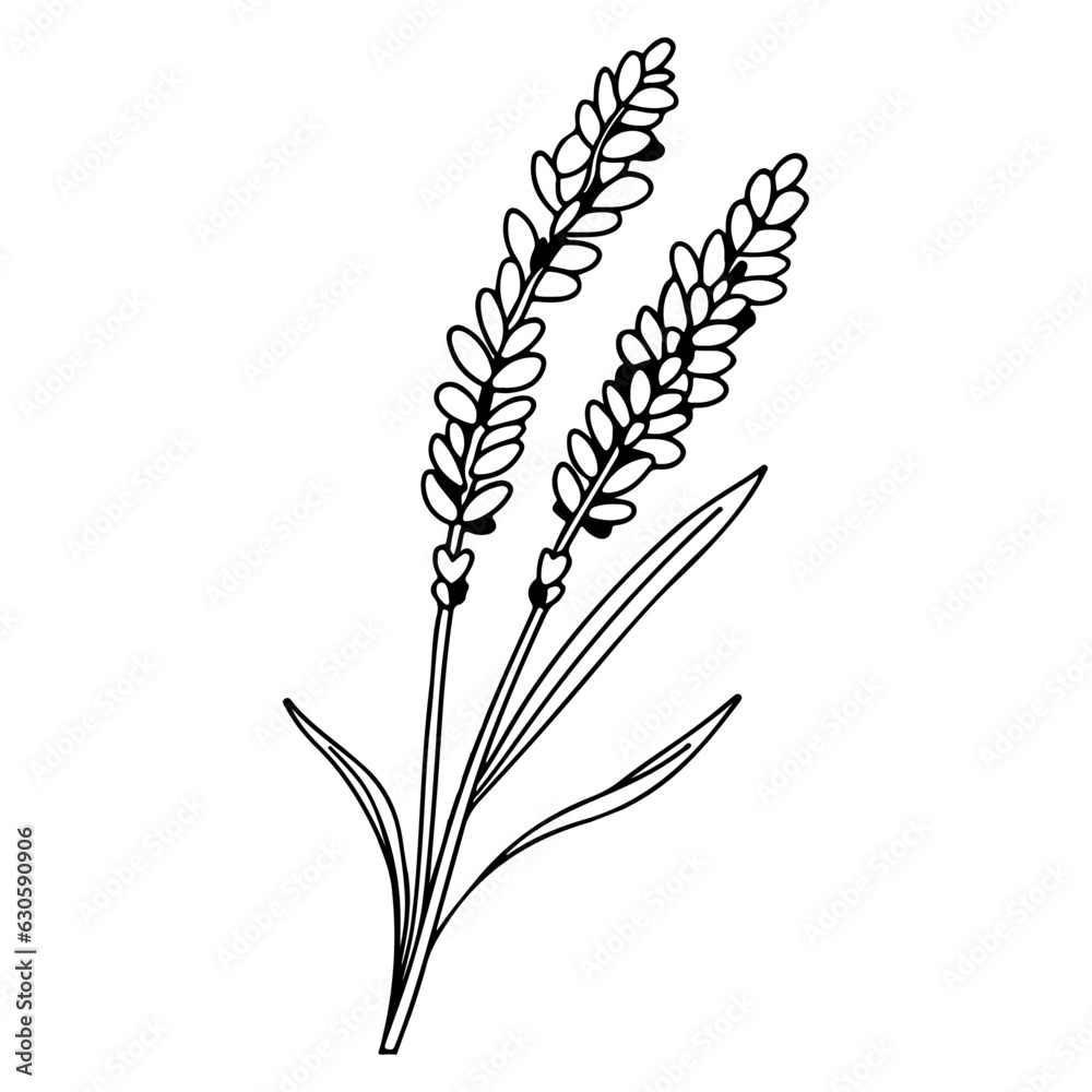 Spring lavender branch icon, botanical elements. rustic herbs. Spring lavender branch icon, botanical elements. rustic herbs.