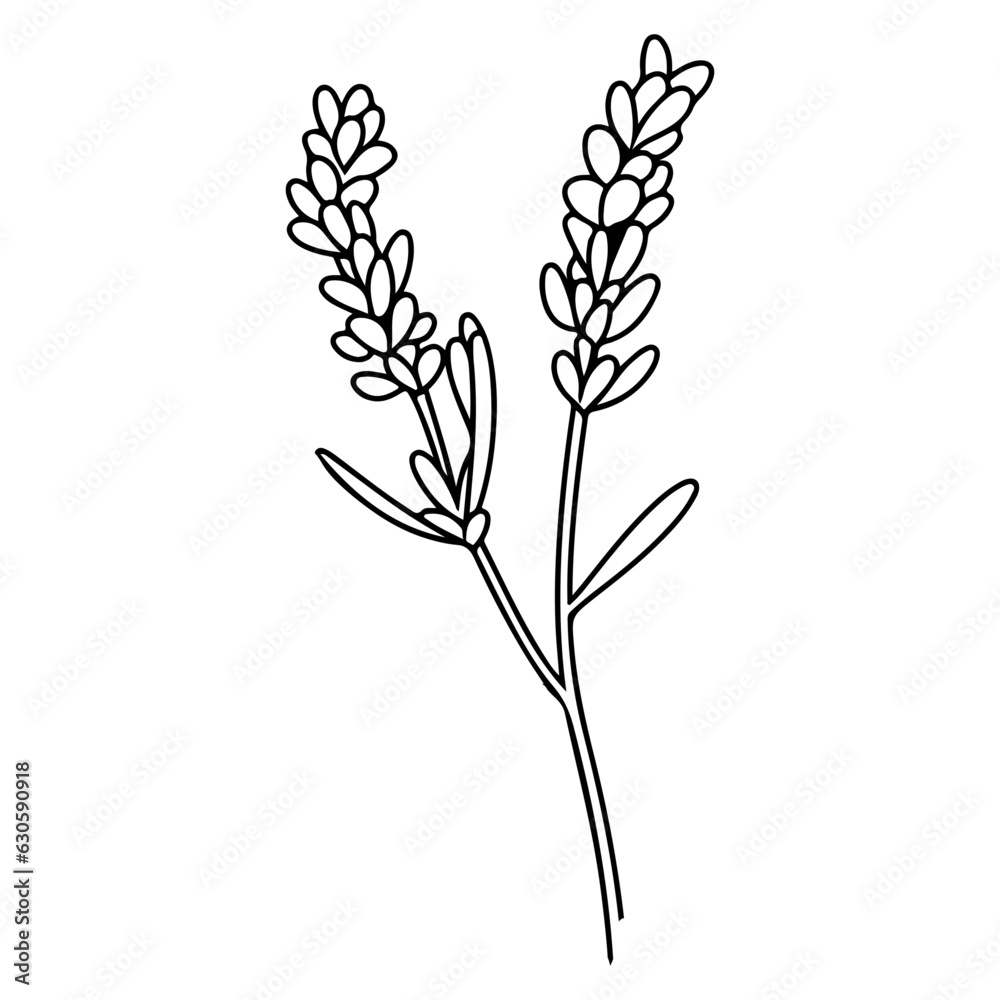 Fototapeta premium Spring lavender branch icon, botanical elements. rustic herbs. 