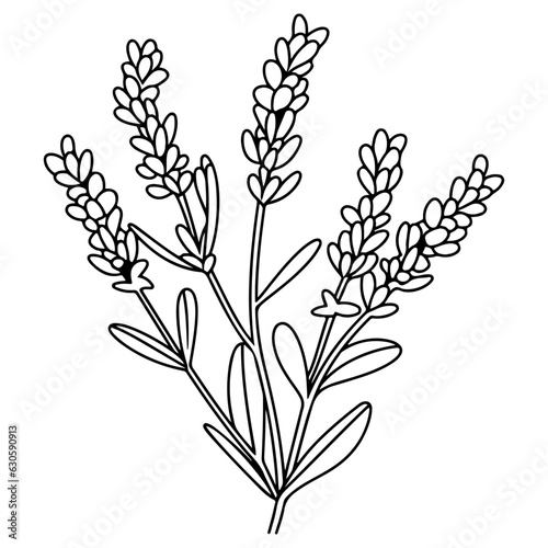 Spring lavender branch icon, botanical elements. rustic herbs. 