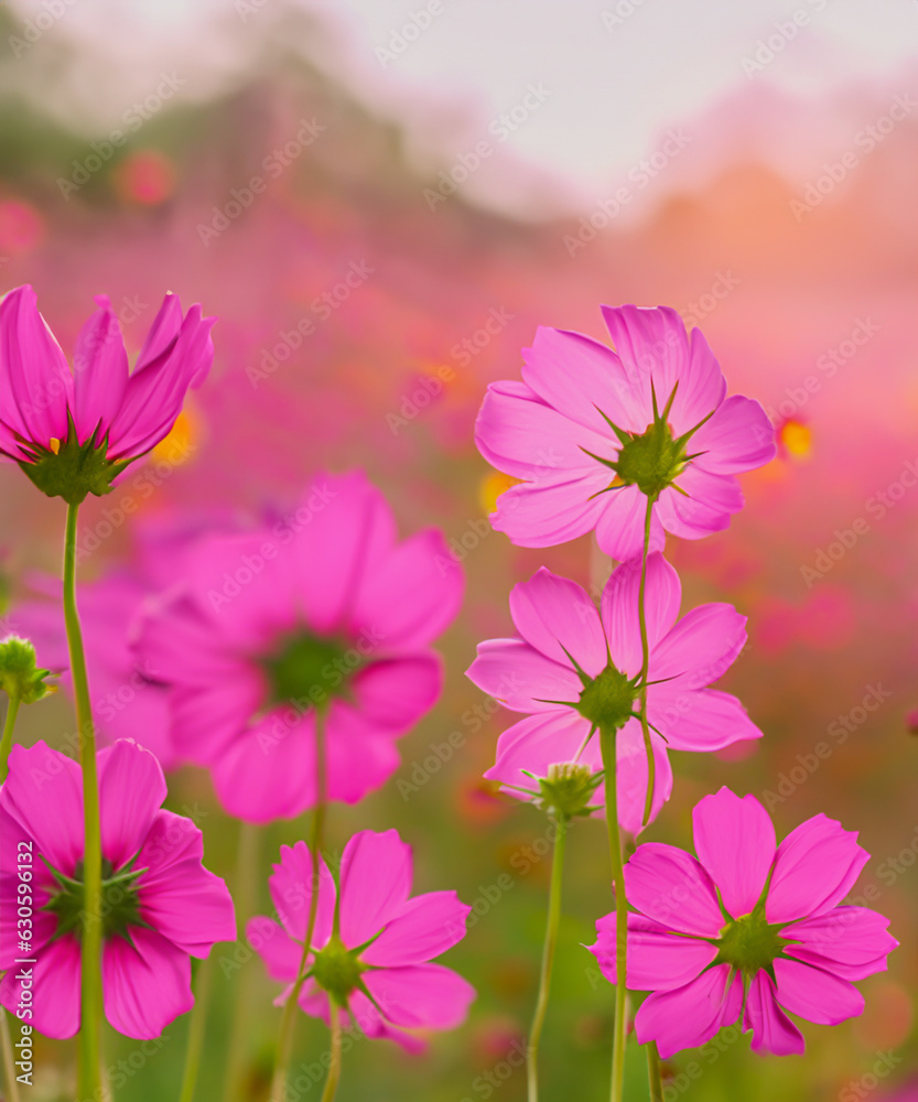 Beautiful cosmos flowers blooming in gardennature close-up