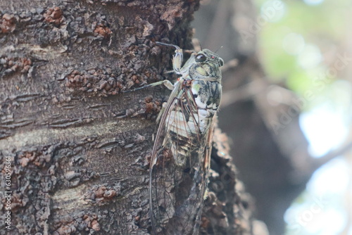 Close up .Cicadas clinging to the trees in summer.