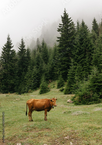 Rural Landscape: a cow is grazing in a meadow amidst mountains, in foggy weather.