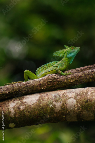 Basilisk lizard on a log