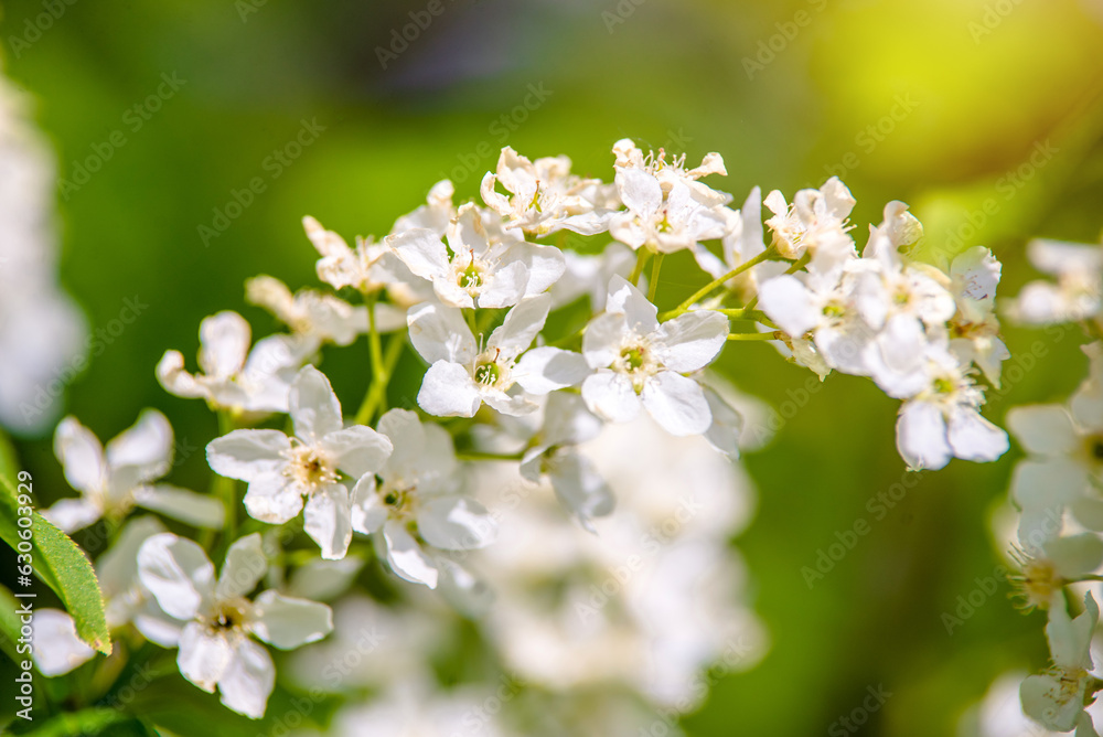 Bird cherry branches in the garden in spring
