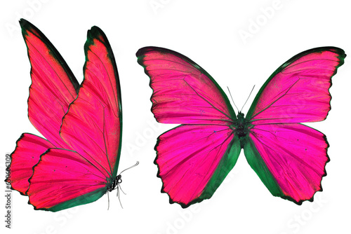 pink morpho butterfly