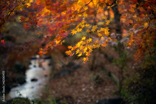 森の沢と陽に浮かぶ紅葉