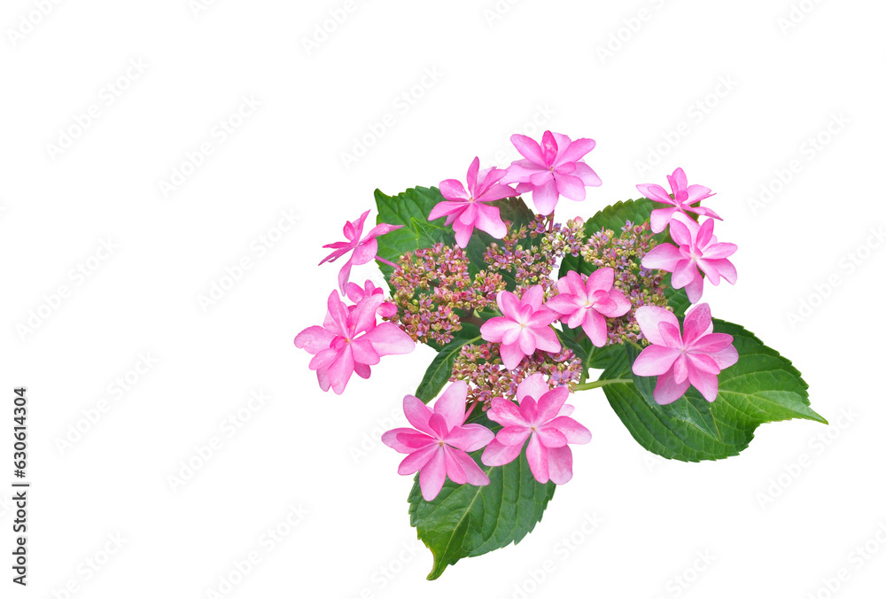 アジサイ（ガクアジサイ）　5月撮影