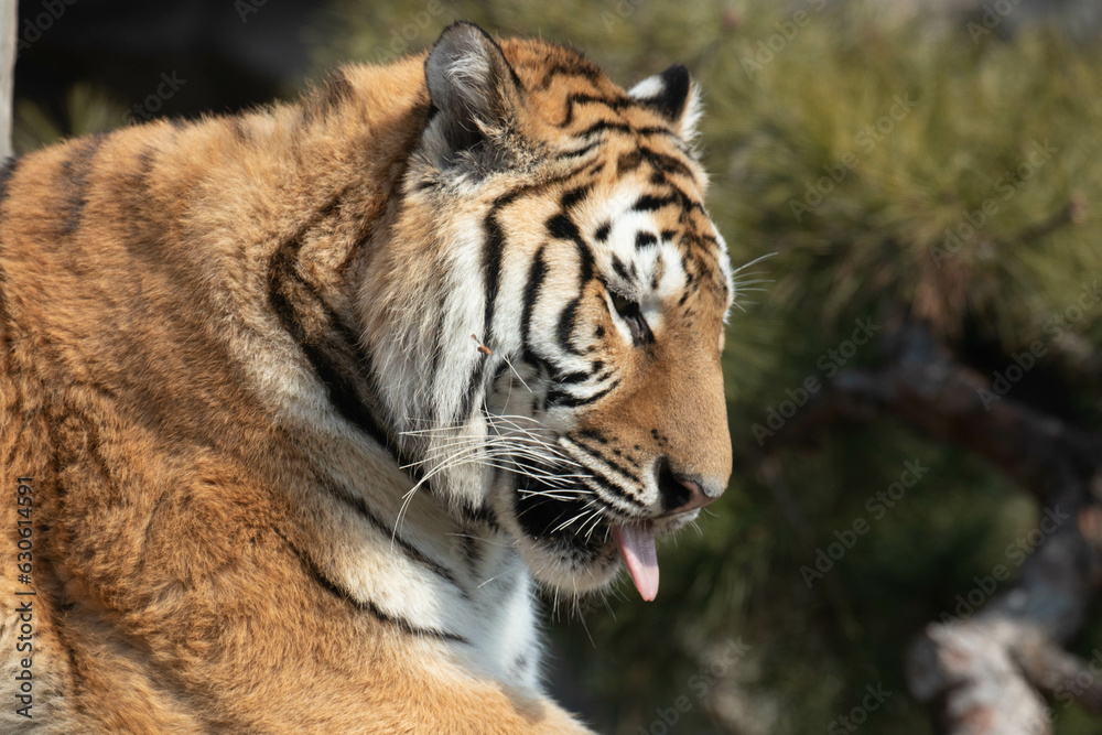 Fototapeta premium Happy Amur Tiger relaxing on the beam
