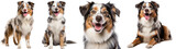 Collection of happy australian shepherd dogs (portrait, sitting, standing, lying) isolated on white background as transparent PNG
