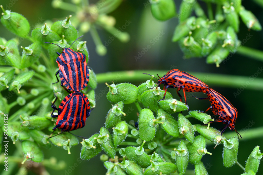 Copulating pairs of Graphosoma lineatum on a green umbellifera Copulating pairs of Graphosoma lineatum on a green umbellifera