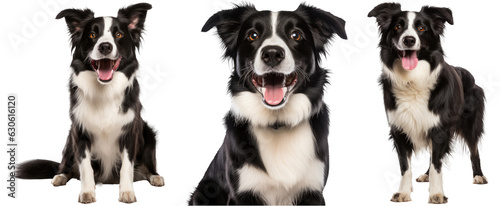 Foto Collection of happy border collie dogs (portrait, sitting, standing) isolated on