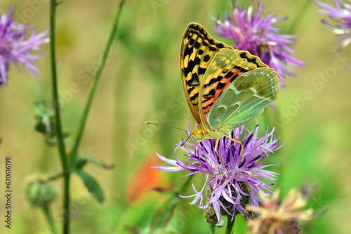 A butterfly (lepidoptera) feeds on some purple flowers on a green background