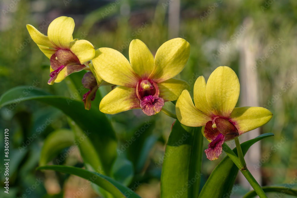 Fototapeta premium Beautiful light yellow orchid flowers in the greenhouse