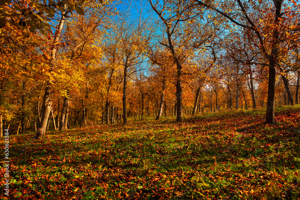 Autumn landscape with colorful trees and fallen leaves in the park Autumn landscape with colorful trees and fallen leaves in the park