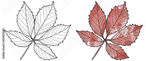 Leaf outline on a white background for coloring books and designs. Red autumn leaf in watercolor drawing style. Object for decorations and creating patterns and backgrounds.