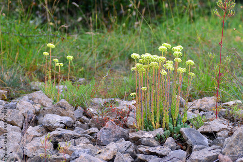 Sedum sediforme in flower g...