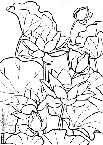 lotus flowers outline illustration for coloring book page