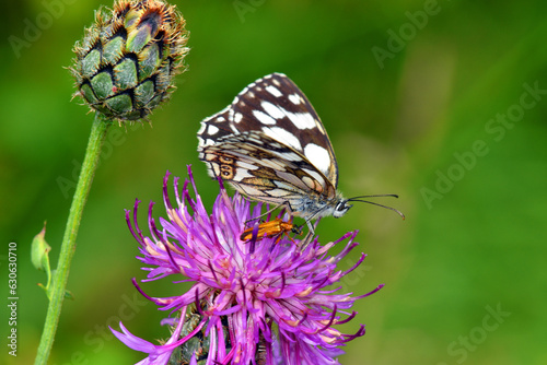 A black and white butterfly...