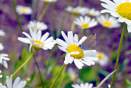 A small butterfly feeds on ...