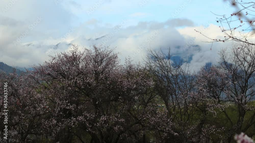 Nyingchi Prefecture in Tibet, Peach blossom in full bloom in spring. Nyingchi Prefecture in Tibet, Peach blossom in full bloom in spring.