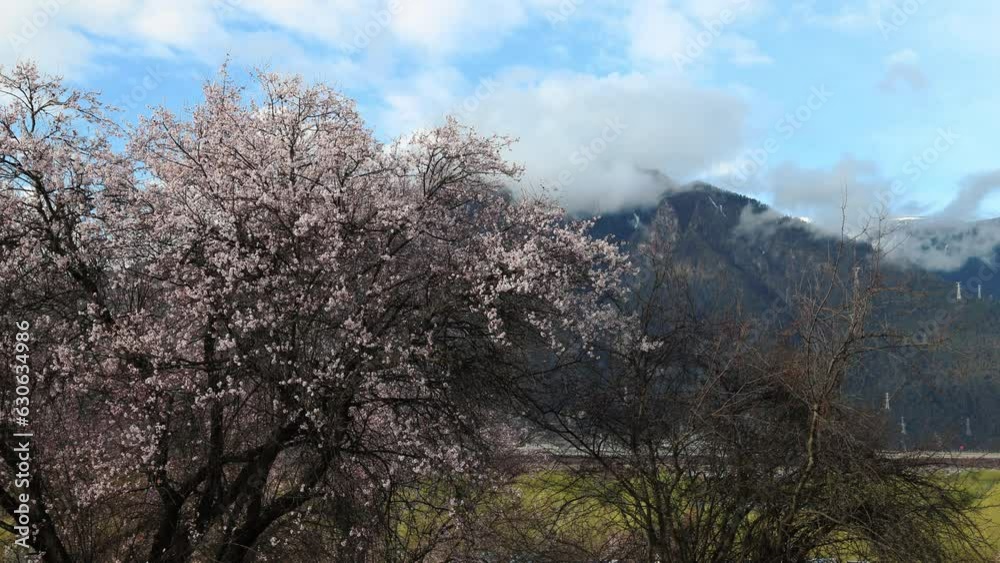 Nyingchi Prefecture in Tibet, Peach blossom in full bloom in spring. Nyingchi Prefecture in Tibet, Peach blossom in full bloom in spring.