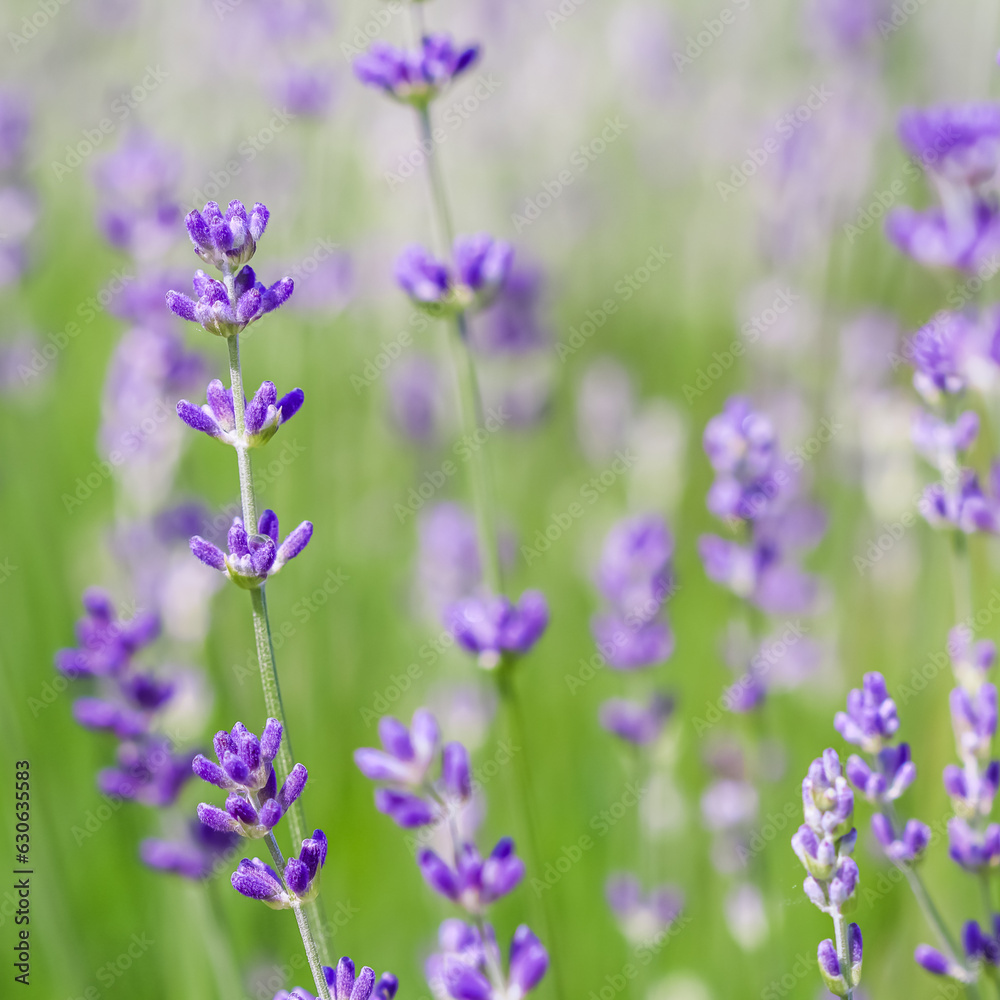 Background from violet lavender in the garden
