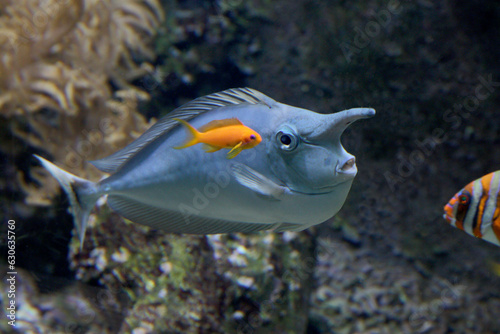 Langnasen-Doktorfisch / Einhornfisch
(Naso brevirostris) Indischer Ozean photo
